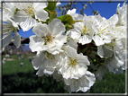 foto Ciliegi in fiore tra i Colli Asolani